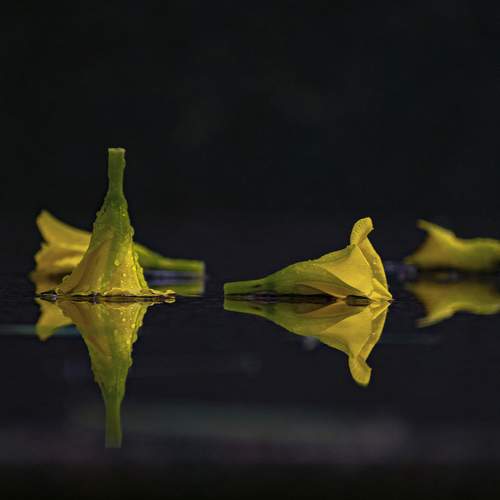 Reflection