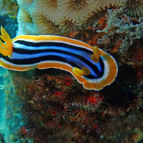 Четырехцветный хромодорис. Pyjama Slug (Chromodoris quadricolor)