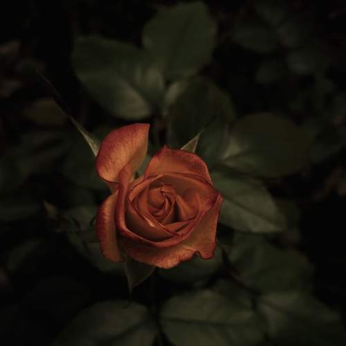 Photo #7426378