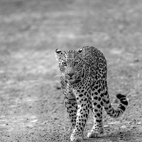 Photo #7427105