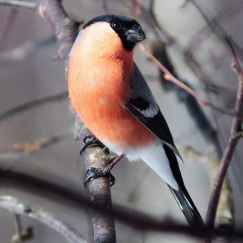 Photo #7428377