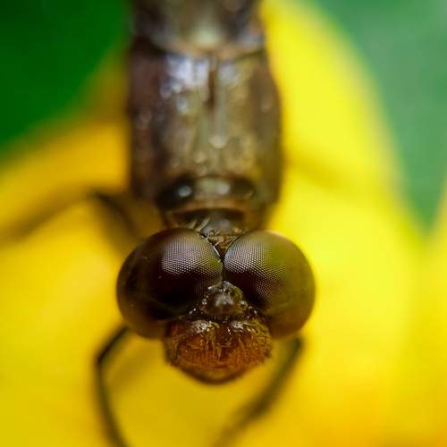 Dragonfly eyes