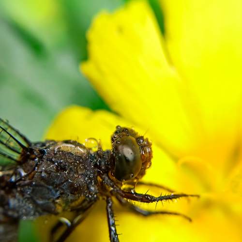 Dragonfly