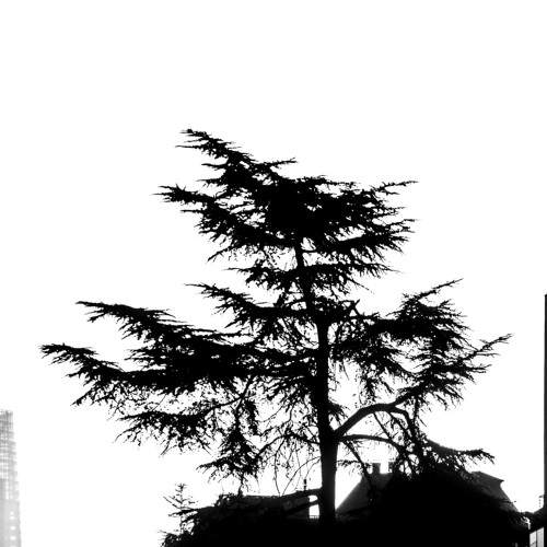 Un árbol entre cemento