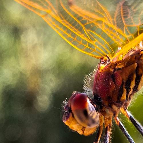 Photo #7433009