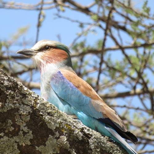 Birds photograph