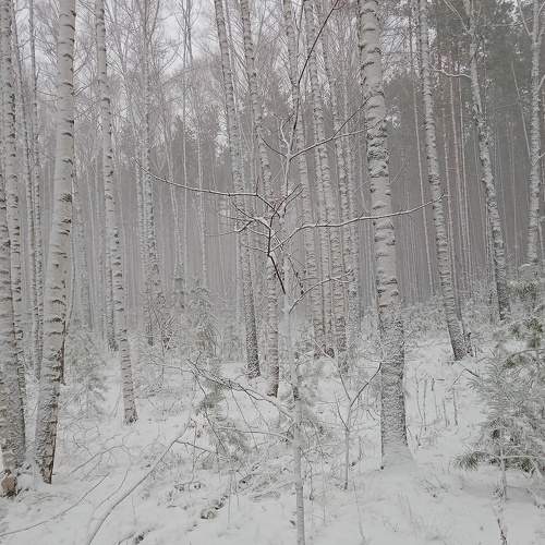 Photo #7435581