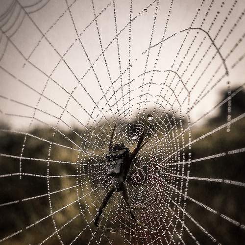 Photo #7439200