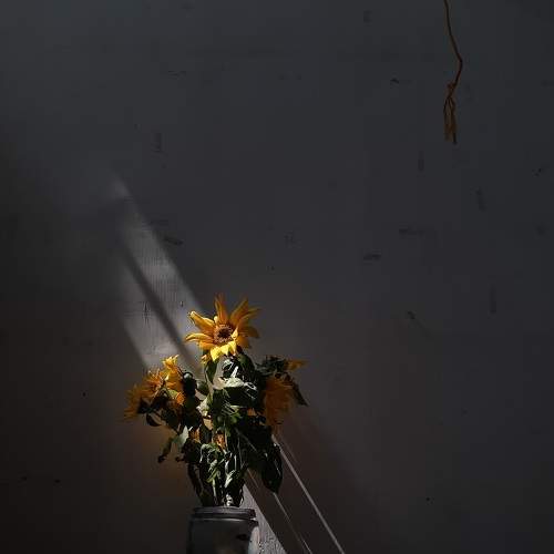 'Sun Flowers'