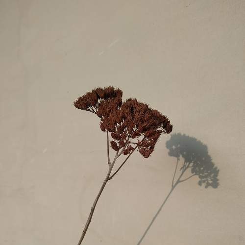 Photo #7442068