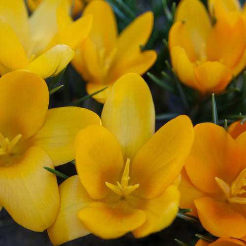 Yellow Crocuses With Delicate Petals