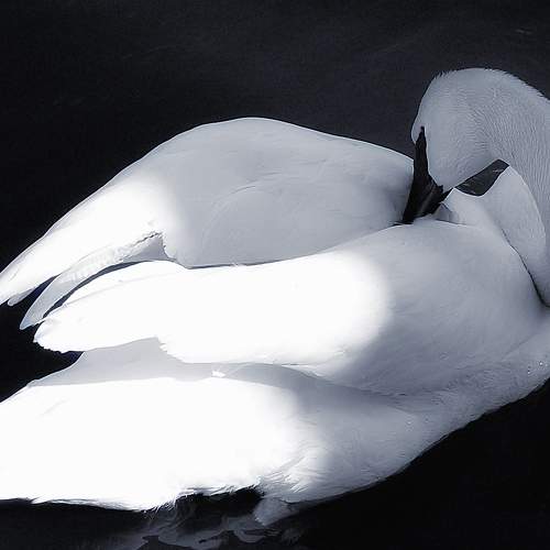 Photo #7442935