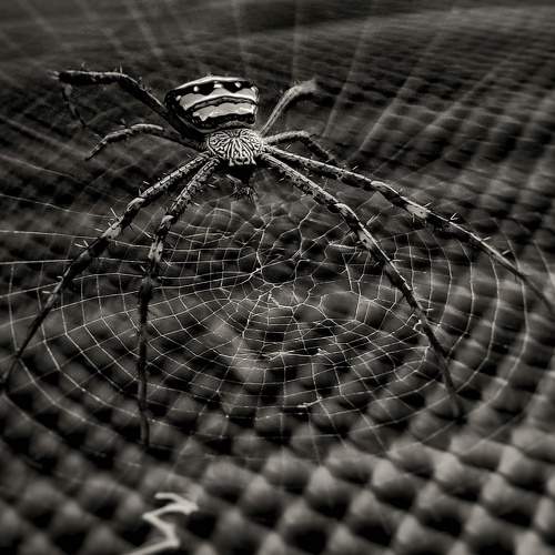 Signature spider