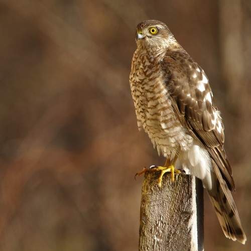 Photo #7444225