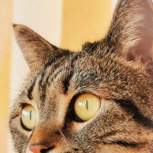 Katie - The Brit tabby cat