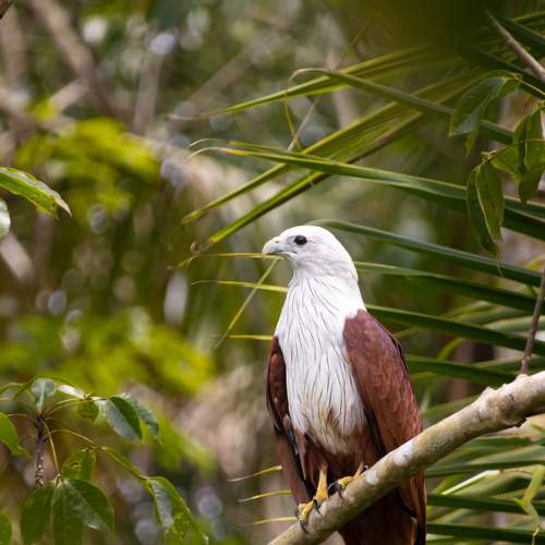 Brahminy Kite