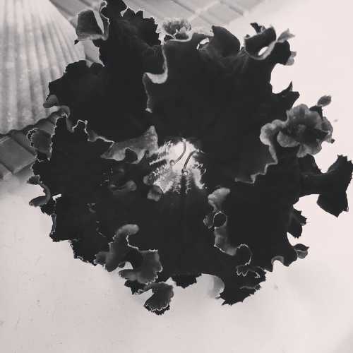 Photo #7445339