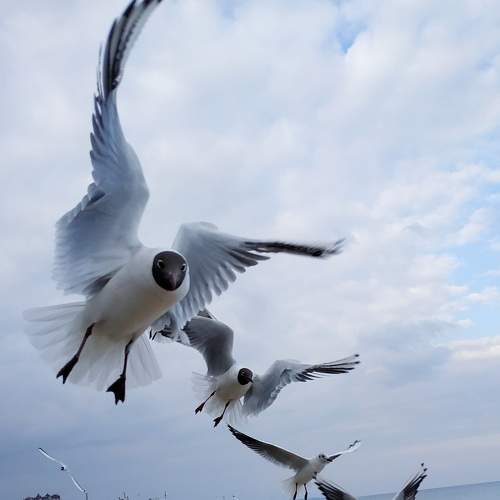 Photo #7446391