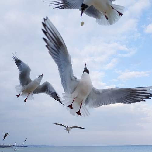 Photo #7446394