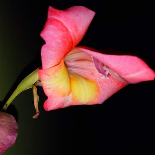 Photo #7446981