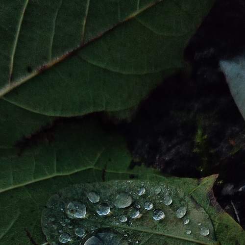 Nature Art