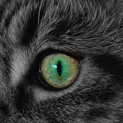 Cat's eye universe