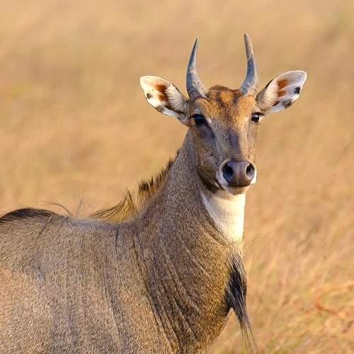 Photo #7450210