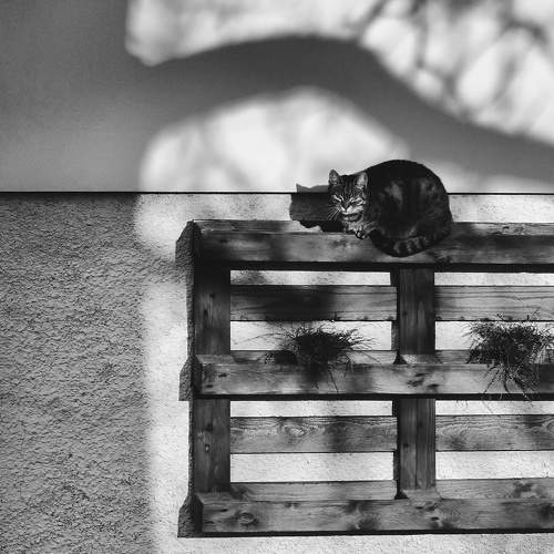 Cat siesta