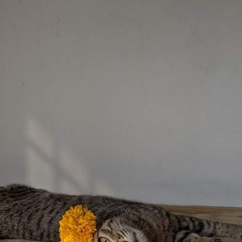 Photo #7450624