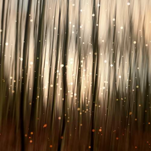 Mysterious forest