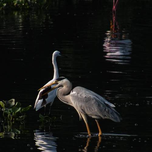 Photo #7451394