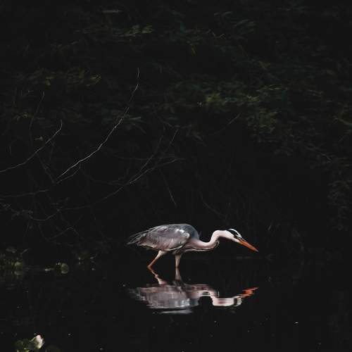 Photo #7451395