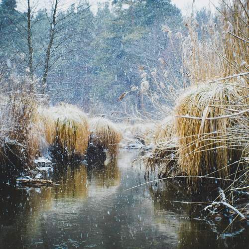 Photo #7452085