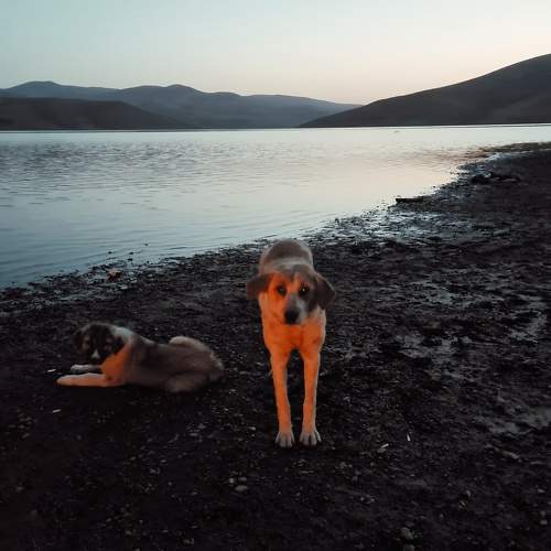 Photo #7452284