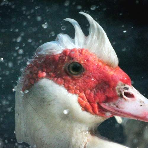 Photo #7453155