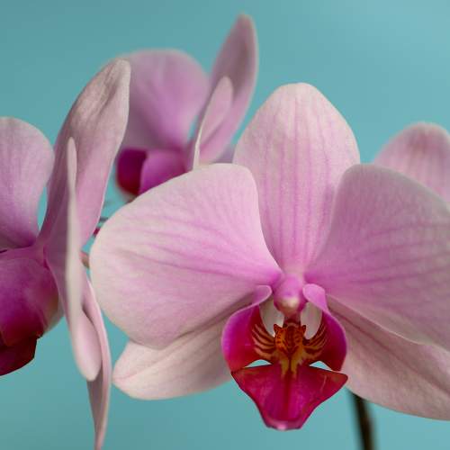 Pink Orchid With Delicate Petals