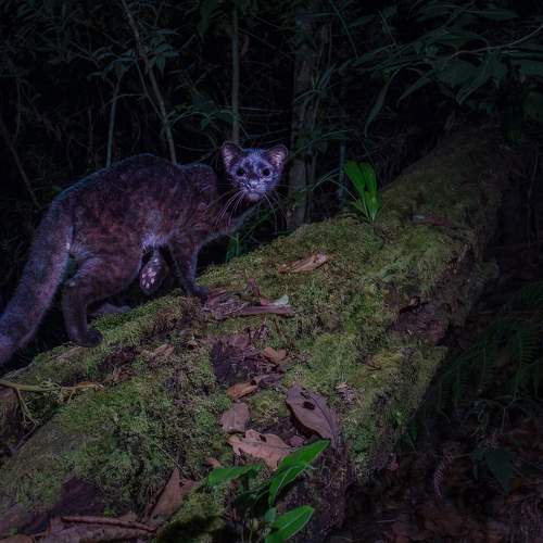 Melanistic oncilla