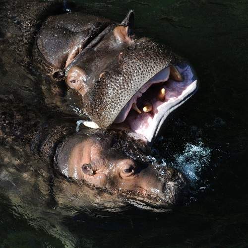 Quand les Hippopos s'amusent !!