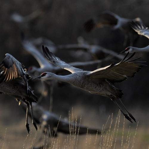 Photo #7457922