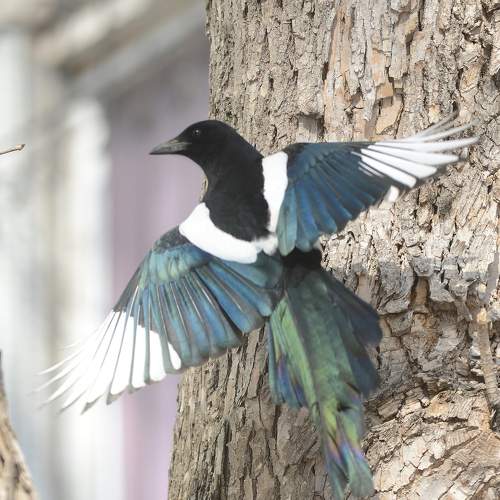 Photo #7458681