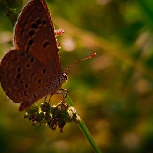 Photo #7460880