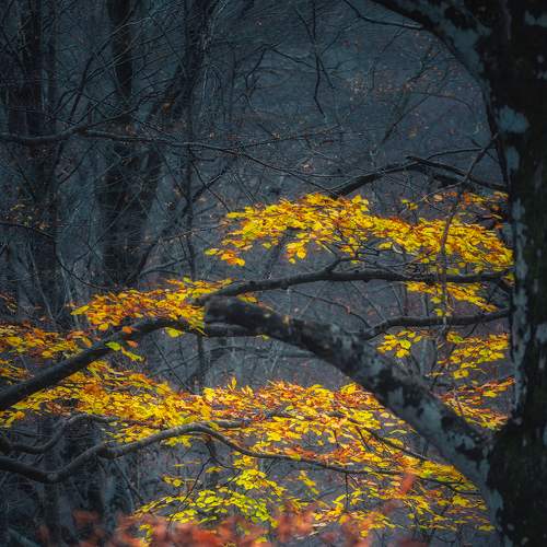 Life nature
