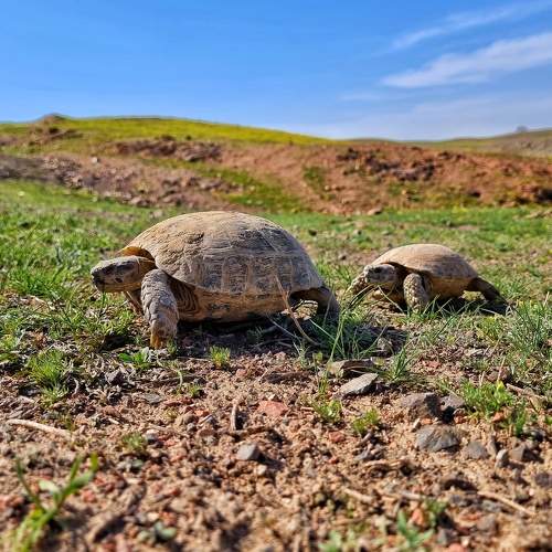 Photo #7466110