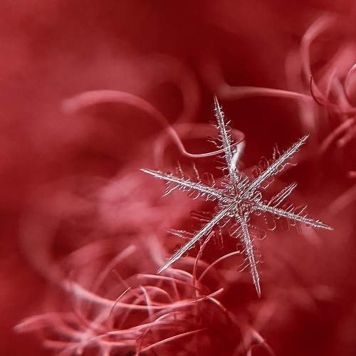 Photo #7468690