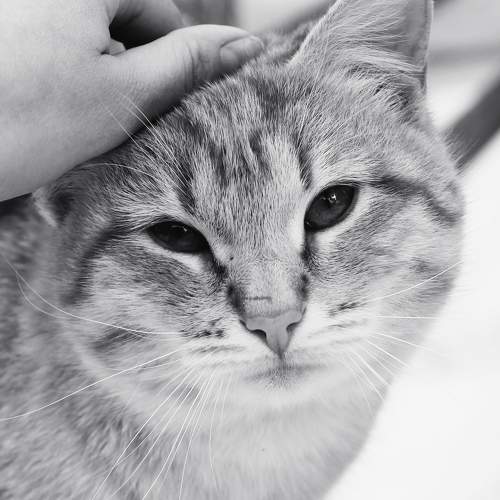 Photo #7469293