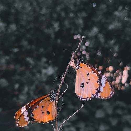 Photo #7469527