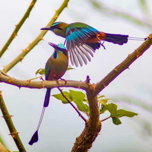 EL SALVADOR.