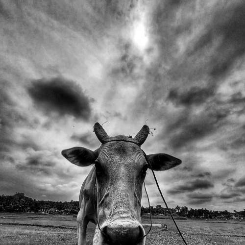 Cow is now searching for meal .