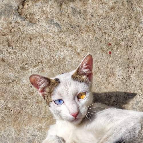 Photo #7471881