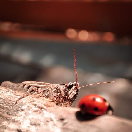 Photo #7472196
